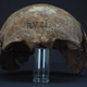 The skull of RV 2039, a hunter-gatherer who died more than 5,000 years ago in what is today Latvia.